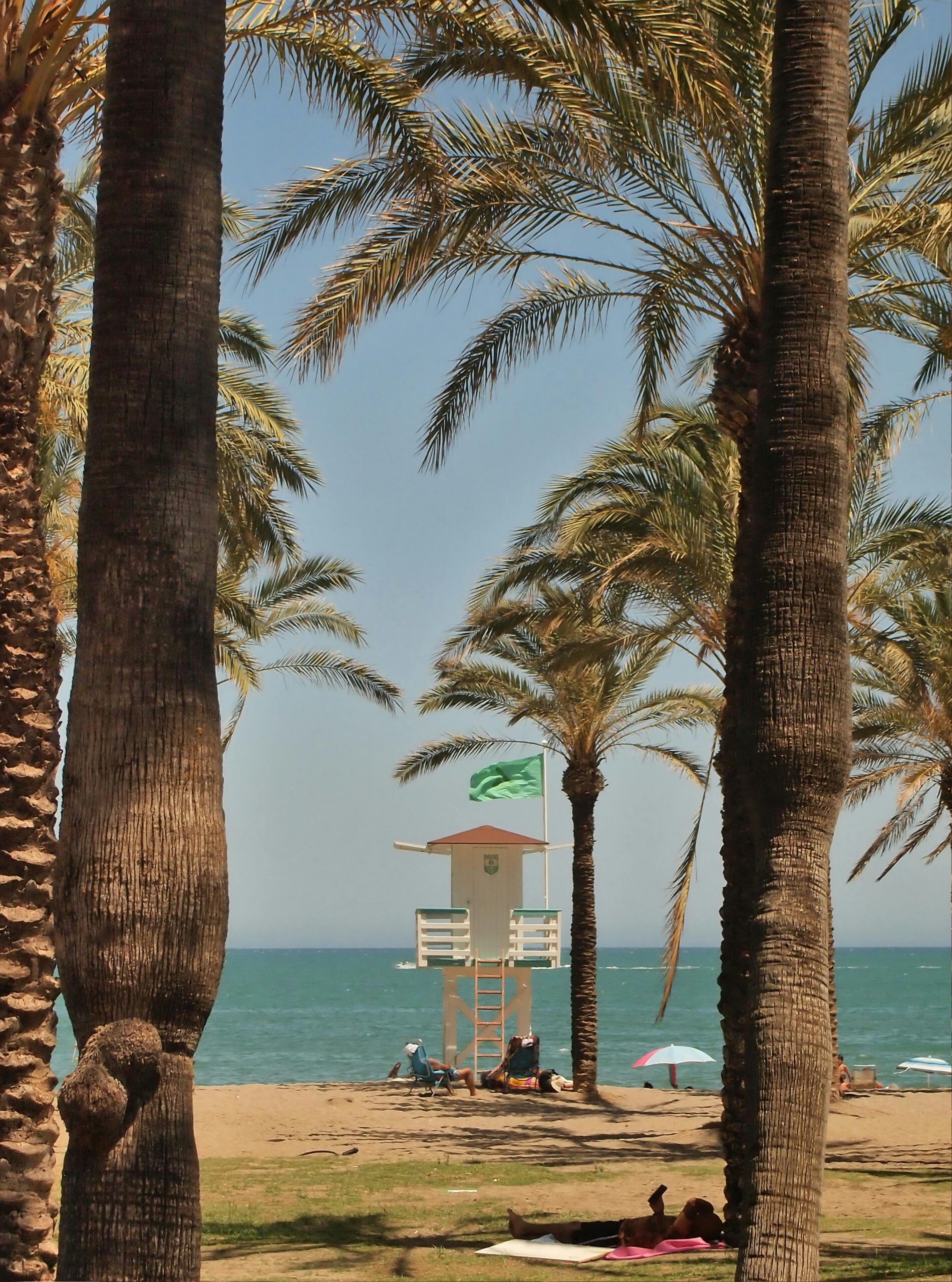 Free stock photo of beach, palm trees, sand beach